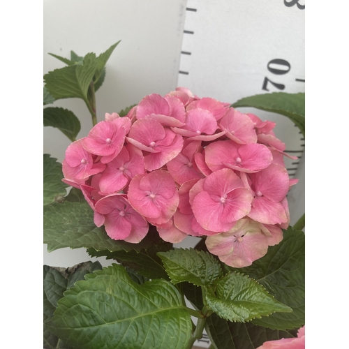 122 - THREE PINK HYDRANGEA BUSHES APPROXIMATELY 60CM TALL TO BE SOLD FOR THE THREE PLUS VAT