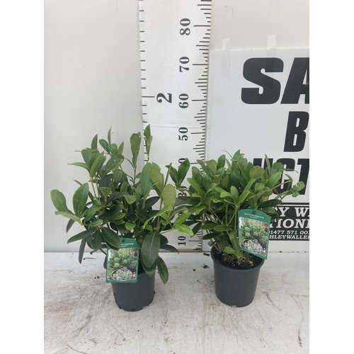 124 - TWO SKIMMIA JAPONICA FINCHY APPROXIMATELY 40CM TALL TO BE SOLD FOR THE TWO PLUS VAT