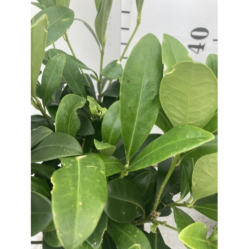 124 - TWO SKIMMIA JAPONICA FINCHY APPROXIMATELY 40CM TALL TO BE SOLD FOR THE TWO PLUS VAT