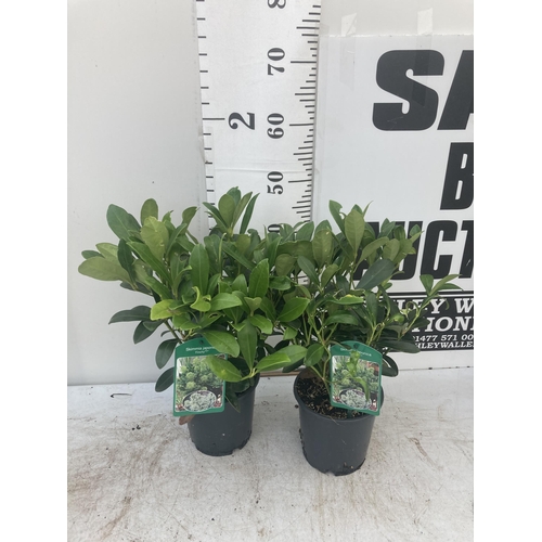 125 - TWO SKIMMIA JAPONICA FINCHY APPROXIMATELY 40CM TALL TO BE SOLD FOR THE TWO PLUS VAT