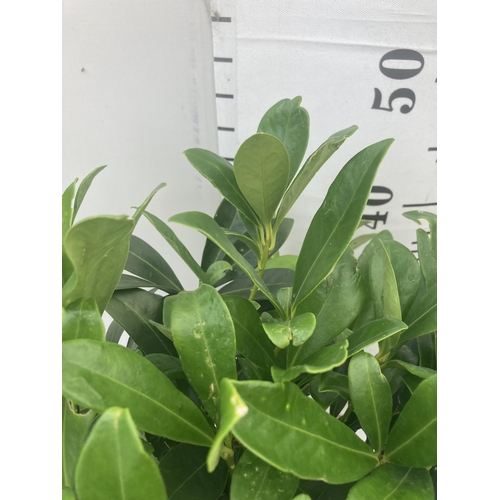 125 - TWO SKIMMIA JAPONICA FINCHY APPROXIMATELY 40CM TALL TO BE SOLD FOR THE TWO PLUS VAT