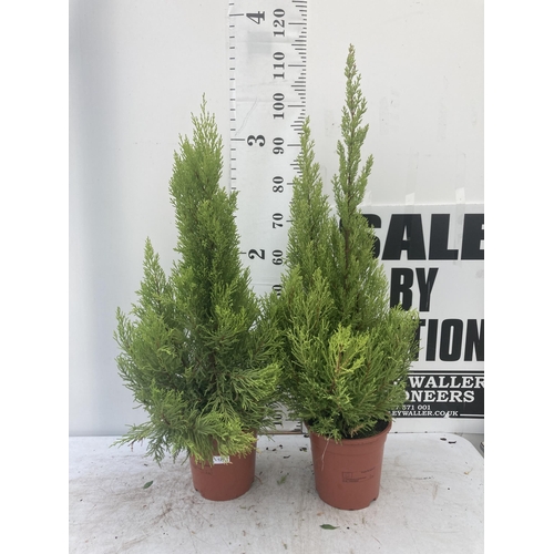 126 - TWO GOLD CREST TREES APPROXIMATELY 90CM - 100CM TALL TO BE SOLD FOR THE FOUR PLUS VAT