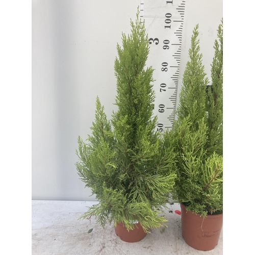 126 - TWO GOLD CREST TREES APPROXIMATELY 90CM - 100CM TALL TO BE SOLD FOR THE FOUR PLUS VAT