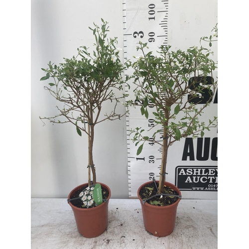 128 - TWO SOLANUM RANTONNETII CHARLES WHITE STANDARD BUSHES APPROXIMATELY 90CM TALL TO BE SOLD FOR THE TWO... 