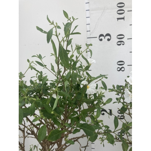 128 - TWO SOLANUM RANTONNETII CHARLES WHITE STANDARD BUSHES APPROXIMATELY 90CM TALL TO BE SOLD FOR THE TWO... 