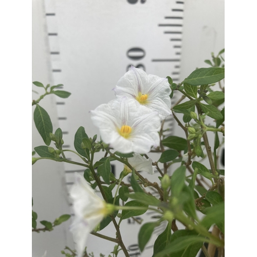 128 - TWO SOLANUM RANTONNETII CHARLES WHITE STANDARD BUSHES APPROXIMATELY 90CM TALL TO BE SOLD FOR THE TWO... 