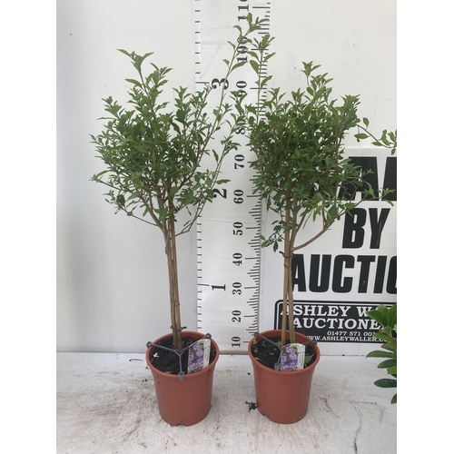 137 - TWO SOLANUM RANTONNETII PURPLE STANDARD BUSHES APPROXIMATELY 90CM TALL TO BE SOLD FOR THE TWO PLUS V... 