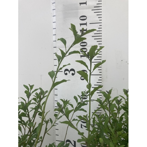 137 - TWO SOLANUM RANTONNETII PURPLE STANDARD BUSHES APPROXIMATELY 90CM TALL TO BE SOLD FOR THE TWO PLUS V... 