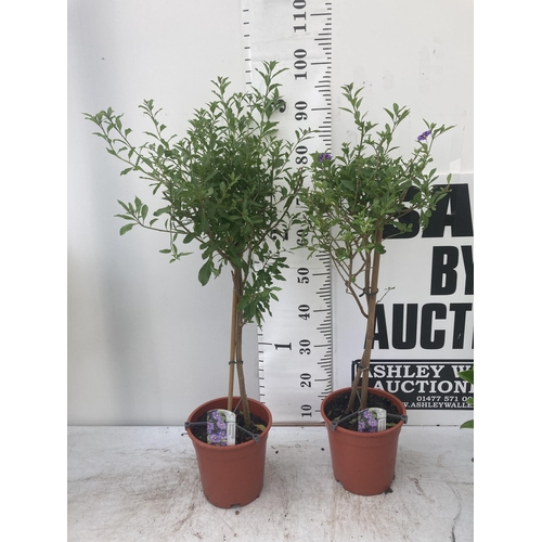 145 - TWO SOLANUM RANTONNETII PURPLE STANDARD BUSHES APPROXIMATELY 90CM TALL TO BE SOLD FOR THE TWO PLUS V... 