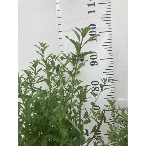 145 - TWO SOLANUM RANTONNETII PURPLE STANDARD BUSHES APPROXIMATELY 90CM TALL TO BE SOLD FOR THE TWO PLUS V... 