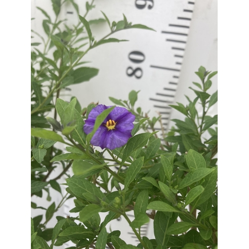 145 - TWO SOLANUM RANTONNETII PURPLE STANDARD BUSHES APPROXIMATELY 90CM TALL TO BE SOLD FOR THE TWO PLUS V... 