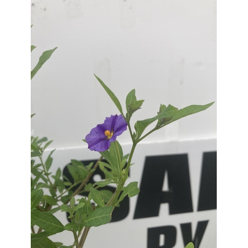 145 - TWO SOLANUM RANTONNETII PURPLE STANDARD BUSHES APPROXIMATELY 90CM TALL TO BE SOLD FOR THE TWO PLUS V... 