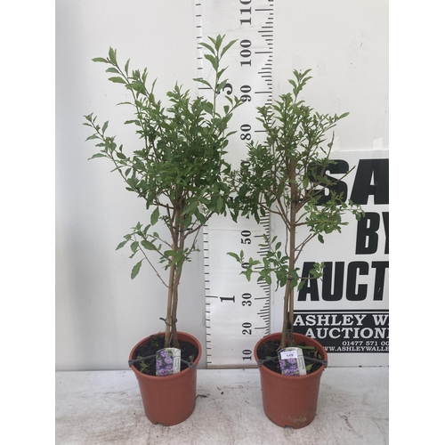 149 - TWO SOLANUM RANTONNETII PURPLE STANDARD BUSHES APPROXIMATELY 90CM TALL TO BE SOLD FOR THE TWO PLUS V... 