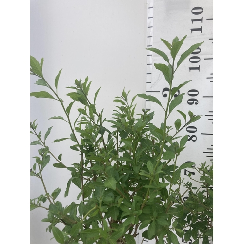 149 - TWO SOLANUM RANTONNETII PURPLE STANDARD BUSHES APPROXIMATELY 90CM TALL TO BE SOLD FOR THE TWO PLUS V... 