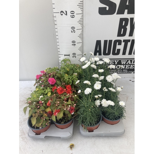 155 - SIXTEEN PLANTS TO INCLUDE EIGHT IMPATIENS AND EIGHT CRYSANTHAMUMS TO BE SOLD FOR THE SIXTEEN PLUS VA... 