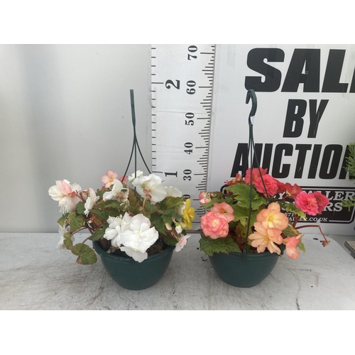 44 - TWO BEGONIA HANGING BASKETS TO BE SOLD FOR THE TWO PLUS VAT