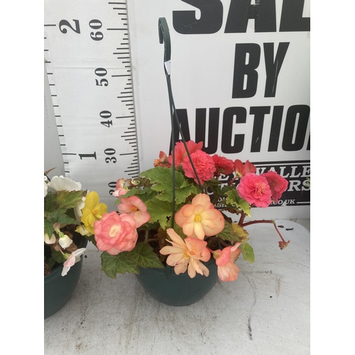 44 - TWO BEGONIA HANGING BASKETS TO BE SOLD FOR THE TWO PLUS VAT