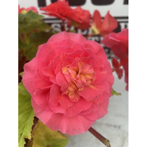 44 - TWO BEGONIA HANGING BASKETS TO BE SOLD FOR THE TWO PLUS VAT