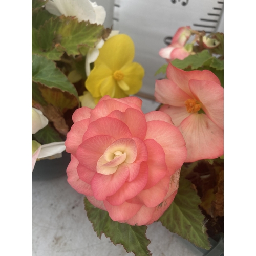 44 - TWO BEGONIA HANGING BASKETS TO BE SOLD FOR THE TWO PLUS VAT