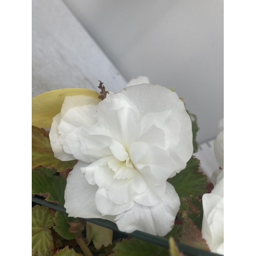 44 - TWO BEGONIA HANGING BASKETS TO BE SOLD FOR THE TWO PLUS VAT