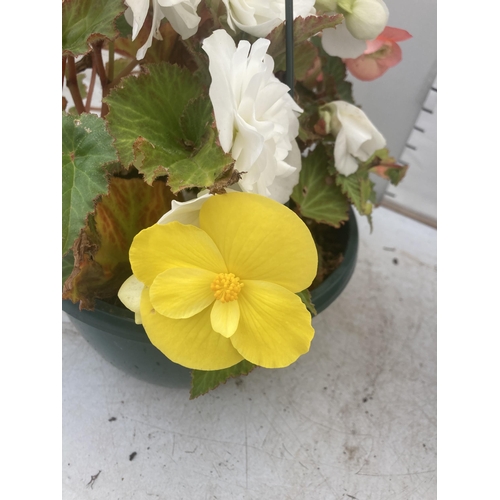 44 - TWO BEGONIA HANGING BASKETS TO BE SOLD FOR THE TWO PLUS VAT