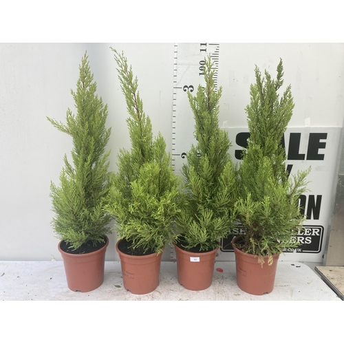 45 - FOUR GOLD CREST TREES APPROXIMATELY 90CM - 100CM TALL TO BE SOLD FOR THE FOUR PLUS VAT