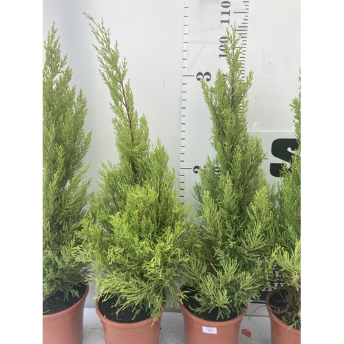 45 - FOUR GOLD CREST TREES APPROXIMATELY 90CM - 100CM TALL TO BE SOLD FOR THE FOUR PLUS VAT