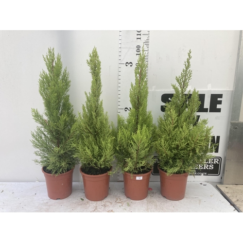 50 - FOUR GOLD CREST TREES APPROXIMATELY 90CM - 100CM TALL TO BE SOLD FOR THE FOUR PLUS VAT