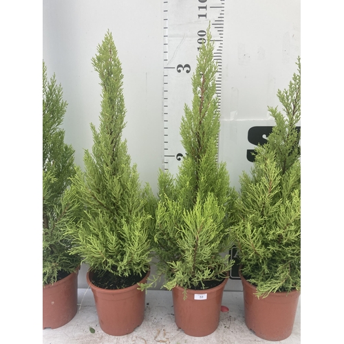 50 - FOUR GOLD CREST TREES APPROXIMATELY 90CM - 100CM TALL TO BE SOLD FOR THE FOUR PLUS VAT