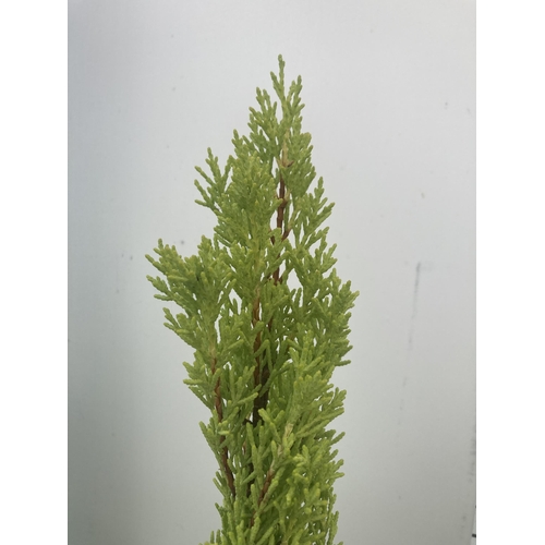 50 - FOUR GOLD CREST TREES APPROXIMATELY 90CM - 100CM TALL TO BE SOLD FOR THE FOUR PLUS VAT