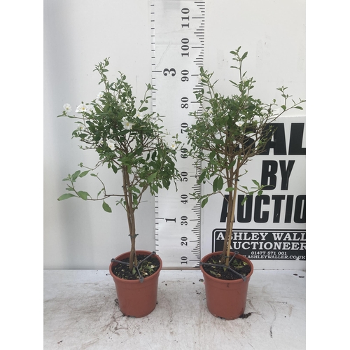 53 - TWO SOLANUM RANTONNETII CHARLES WHITE STANDARD BUSHES APPROXIMATELY 90CM TALL TO BE SOLD FOR THE TWO... 