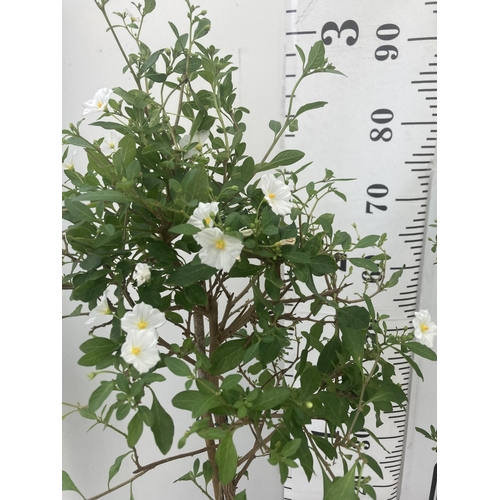 53 - TWO SOLANUM RANTONNETII CHARLES WHITE STANDARD BUSHES APPROXIMATELY 90CM TALL TO BE SOLD FOR THE TWO... 