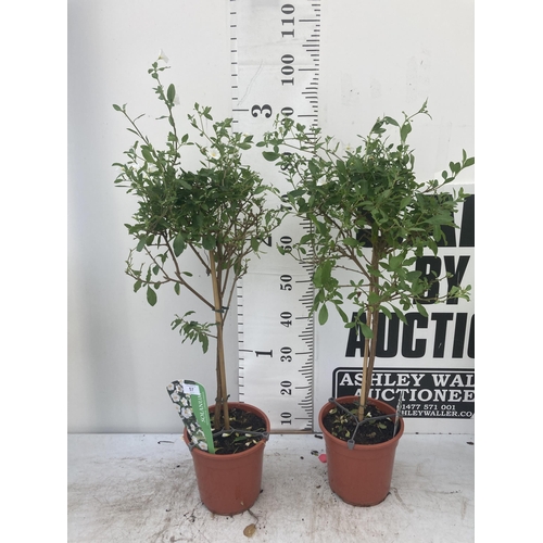 57 - TWO SOLANUM RANTONNETII CHARLES WHITE STANDARD BUSHES APPROXIMATELY 90CM TALL TO BE SOLD FOR THE TWO... 