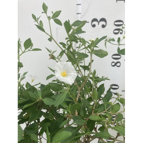 57 - TWO SOLANUM RANTONNETII CHARLES WHITE STANDARD BUSHES APPROXIMATELY 90CM TALL TO BE SOLD FOR THE TWO... 