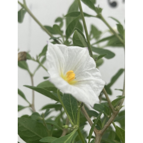 57 - TWO SOLANUM RANTONNETII CHARLES WHITE STANDARD BUSHES APPROXIMATELY 90CM TALL TO BE SOLD FOR THE TWO... 