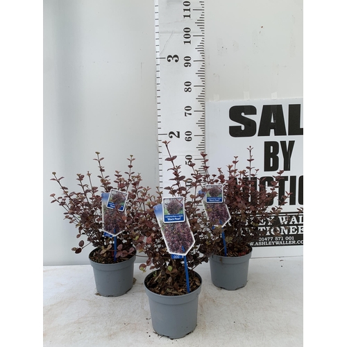 9 - THREE LOPHOMYRTUS RALPHII NEW ZEALAND MYRTLE  'BLACK PEARL' IN 2 LTR POTS HEIGHT APPROX 50CM, TO BE ... 