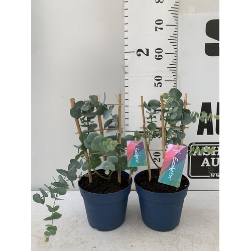 11 - TWO EUCALYPTUS CINEREA 'SILVER DOLLAR' ON A FRAME IN 2 LITRE POTS  APPROX 45CM IN HEIGHT WITH CARDS ... 