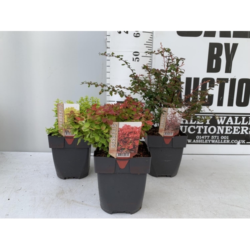 13 - THREE ASSORTED BERBERIS THUNBERGII IN 2 LTR POTS PLUS VAT APPROX 30CM- 50CM IN HEIGHT TO BE SOLD FOR... 