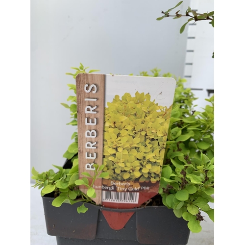 13 - THREE ASSORTED BERBERIS THUNBERGII IN 2 LTR POTS PLUS VAT APPROX 30CM- 50CM IN HEIGHT TO BE SOLD FOR... 