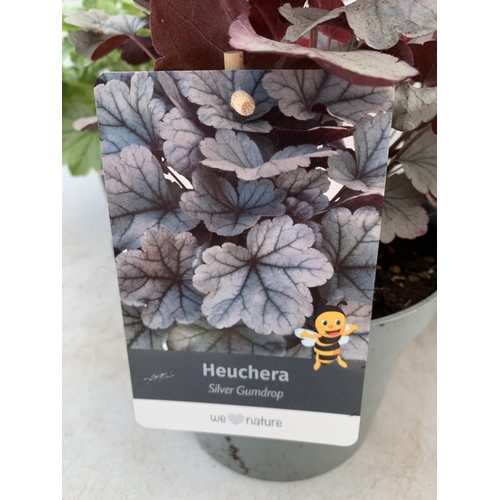 20 - THREE MIXED HEUCHERAS IN 2 LTR POTS 30-50CM IN HEIGHT PLUS VAT TO BE SOLD FOR THE THREE