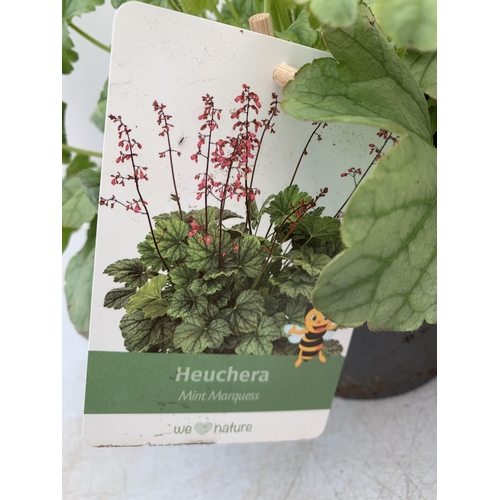 20 - THREE MIXED HEUCHERAS IN 2 LTR POTS 30-50CM IN HEIGHT PLUS VAT TO BE SOLD FOR THE THREE