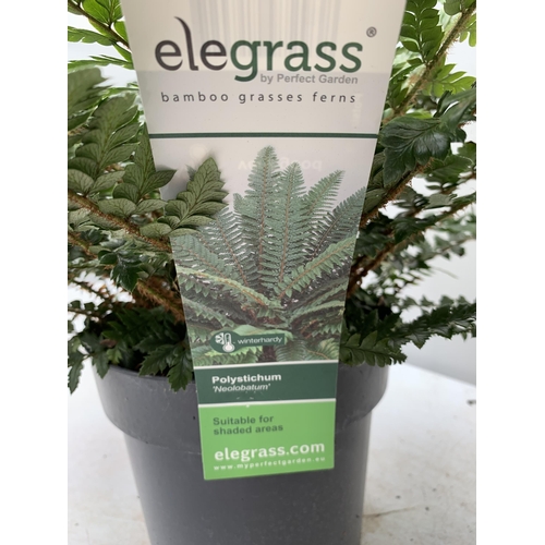 24 - TWO LARGE ELEGRASS FERNS IN 3 LTR POTS 40-60CM TALL TO BE SOLD FOR THE TWO PLUS VAT