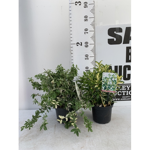 25 - THREE EUONYMOUS FORTUNA IN 2 LTR POTS APPROX 40CM IN HEIGHT PLUS VAT TO BE SOLD FOR THE TWO