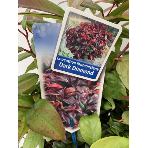 36 - TWO LEUCOTHOE 'DARK DIAMOND' AND 'ZEBLID' IN 2 LTR POTS 50CM TALL PLUS VAT TO BE SOLD FOR THE TWO