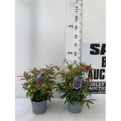 36 - TWO LEUCOTHOE 'DARK DIAMOND' AND 'ZEBLID' IN 2 LTR POTS 50CM TALL PLUS VAT TO BE SOLD FOR THE TWO