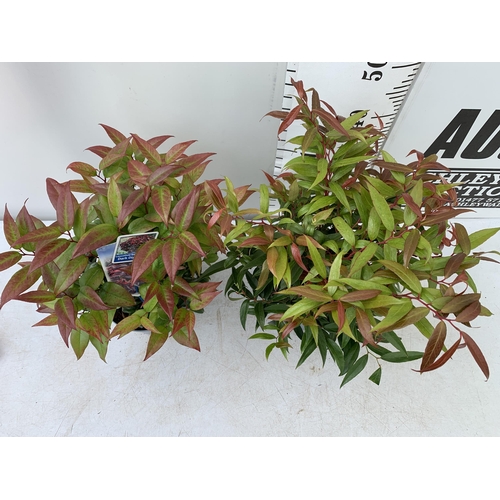 36 - TWO LEUCOTHOE 'DARK DIAMOND' AND 'ZEBLID' IN 2 LTR POTS 50CM TALL PLUS VAT TO BE SOLD FOR THE TWO