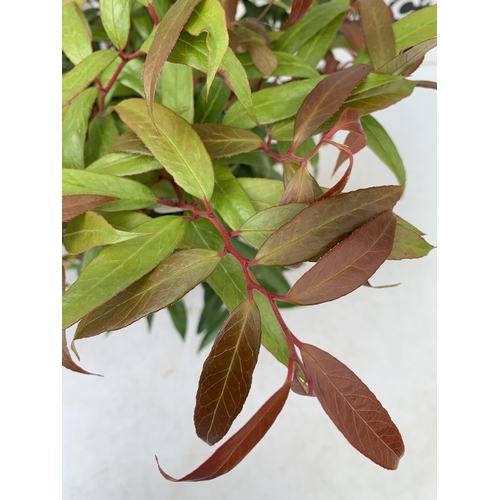 36 - TWO LEUCOTHOE 'DARK DIAMOND' AND 'ZEBLID' IN 2 LTR POTS 50CM TALL PLUS VAT TO BE SOLD FOR THE TWO