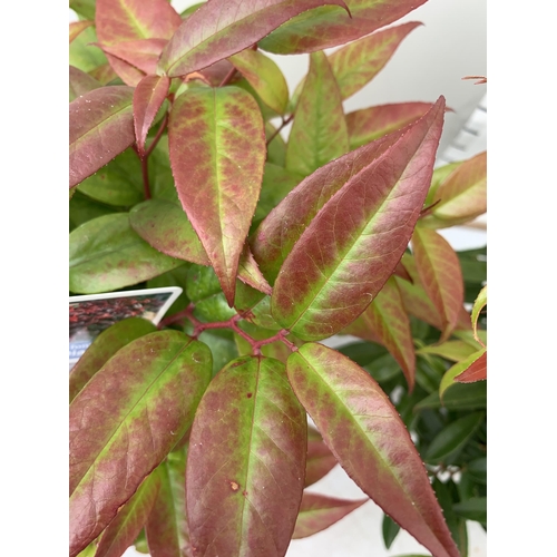 39 - TWO LEUCOTHOE 'DARK DIAMOND' AND 'BURNING LOVE' IN 2 LTR POTS 50CM TALL PLUS VAT TO BE SOLD FOR THE ... 