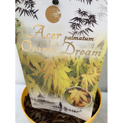 42 - TWO ACER PALMATUMIN 3 LTR POTS APPROX 70-80CM IN HEIGHT  PLUS VAT TO BE SOLD FOR THE TWO