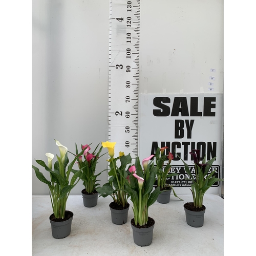 101 - SIX MIXED COLOURS ZANTEDESCHIA CALLA LILLIES IN P10 POTS APPROX 40CM IN HEIGHT PLUS VAT TO BE SOLD F... 